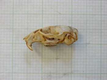 Media type: image;   Mammalogy 26354